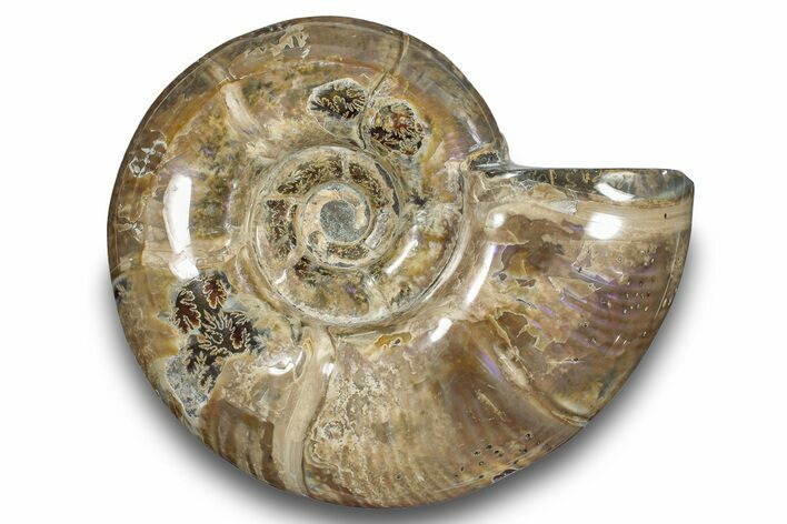 Polished Ammonite (Argonauticeras) Fossil - Purple Iridescence #246202